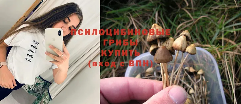 сколько стоит  Семилуки  Псилоцибиновые грибы Cubensis 